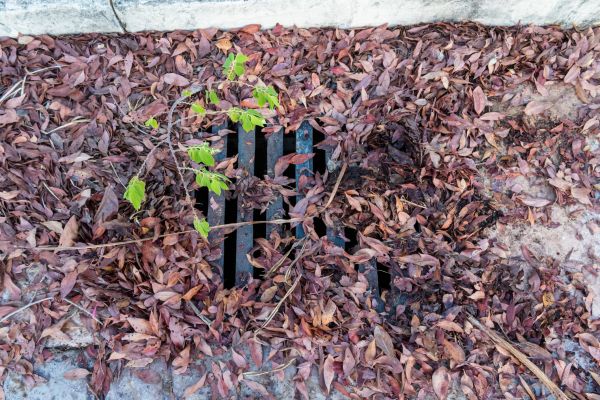 Cost of Yard Drain Unclogging in Marana
